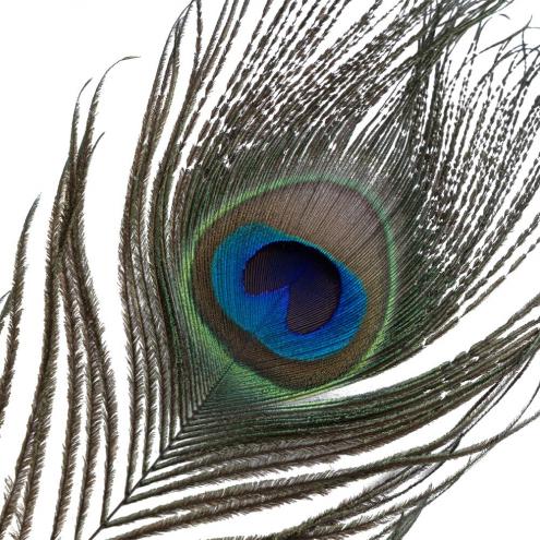 Лоскітка LOCKINK SEVANDA Natural Peacock Flirting Feather Tickler