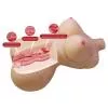 Мастурбатор Crazy Bull Diana Vagina & Anal