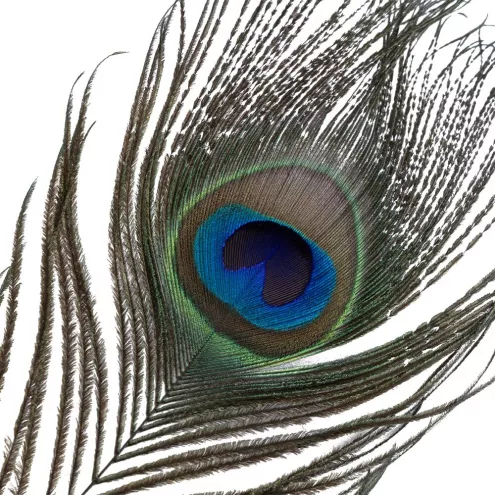 Щекоталка LOCKINK SEVANDA Natural Peacock Flirting Feather Tickler