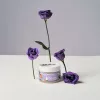 Масажна олія-лубрикант з ароматом та смаком фундуку Goliate Couple Gourmand Noisette 50 мл